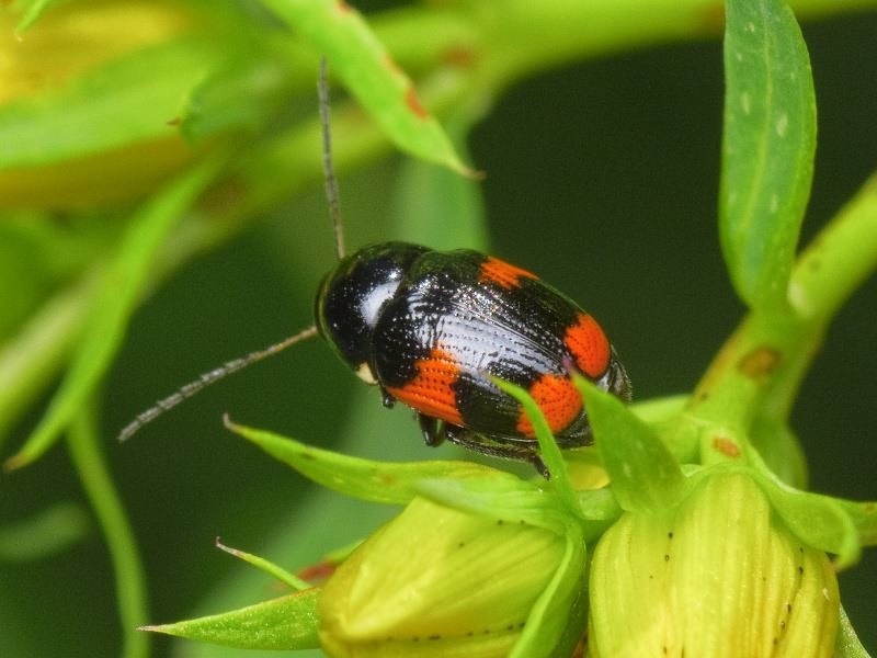 Cryptocephalus (Cryptocephalus) moraei (Linnaeus, 1758)